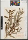 Foto von Salix triandra subsp. amygdalina (L.) Schübl. & G. Martens